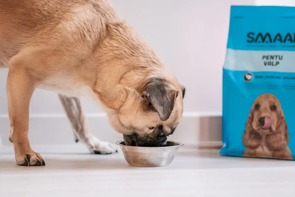 En hund äter ur en skål bredvid en påse med SMAAK PENTU VALP. Detta kan vara det bästa hundfodret för känslig mage.