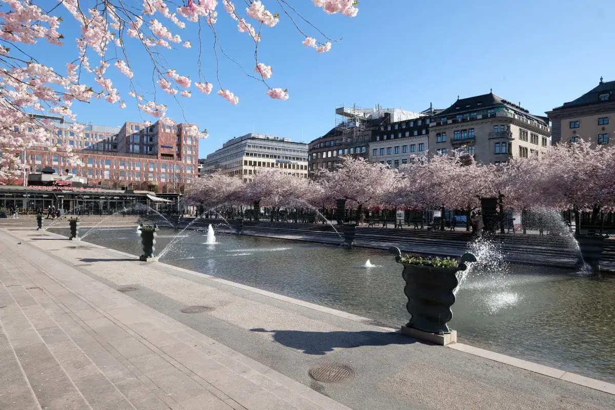 Vacker körsbärsblomning i Stockholm med fontäner som sprutar vatten.