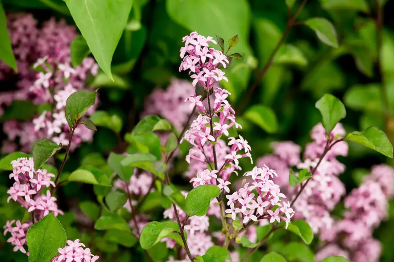 Ljusrosa syrenblommor mot gröna blad. Denna vackra blomma trivs i kalkrik jord och sprider sin ljuvliga doft.
