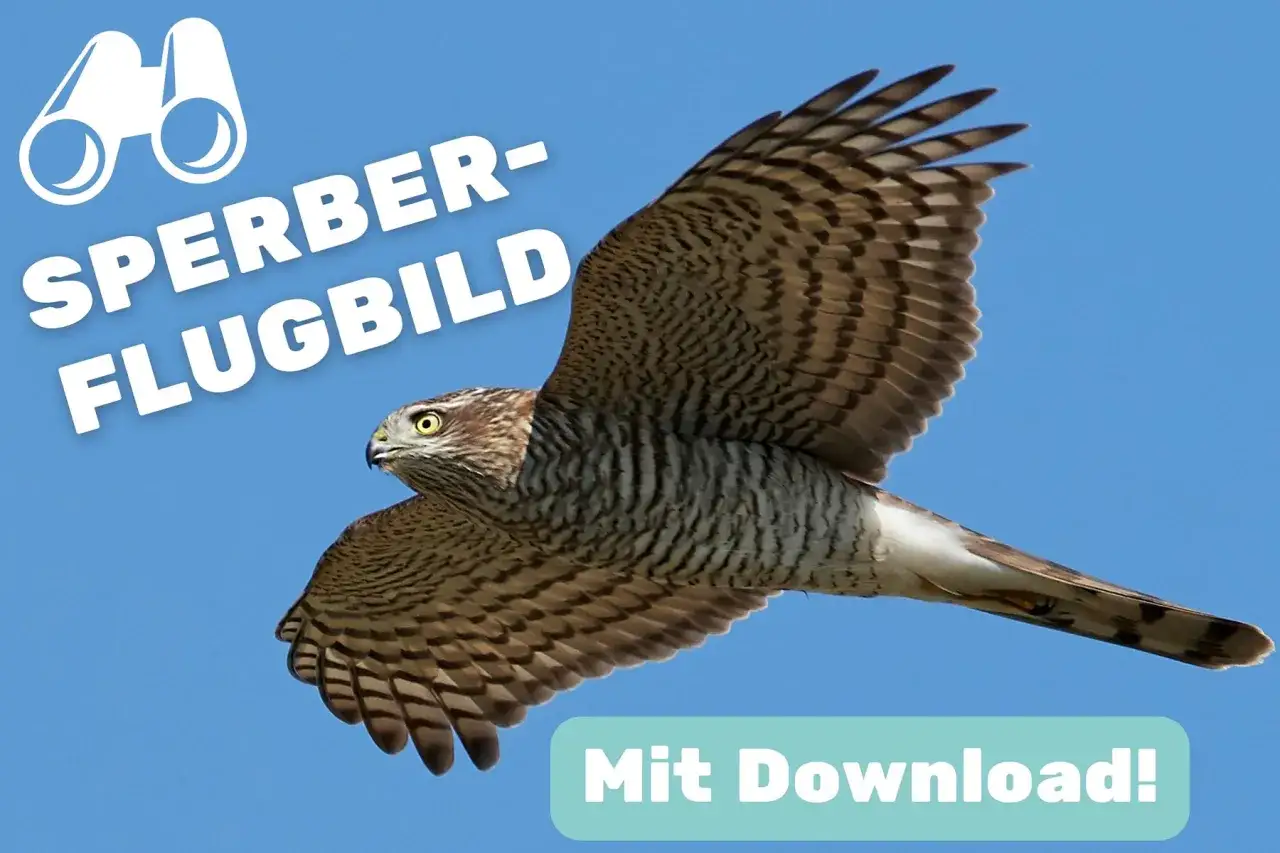Ein Sperber im Flug, majestätisch vor blauem Himmel. Dieses Bild zeigt die beeindruckende Flugfähigkeit eines Habichts.