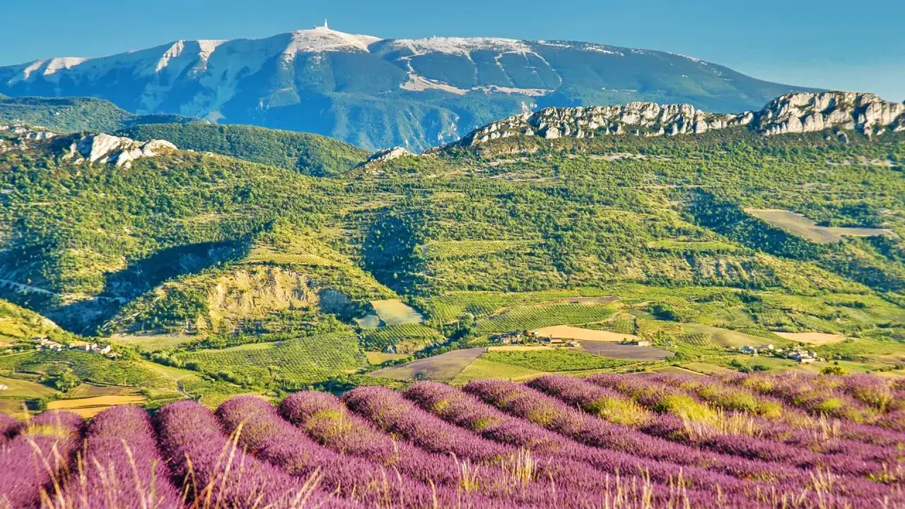 Champ de lavande en Provence, avec le Mont Ventoux en arri&egrave;re-plan. Id&eacute;al pour des activit&eacute;s de plein air.