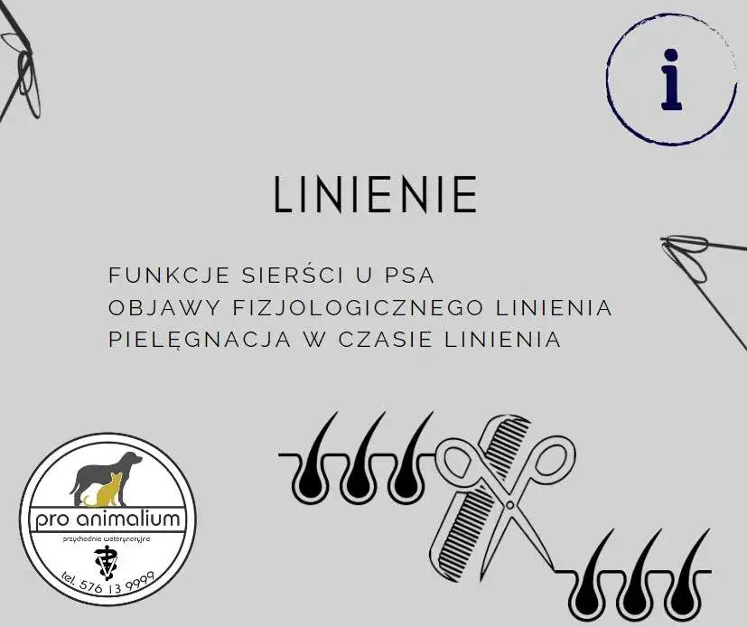 Zdjęcie Kiedy pies zmienia sierść? Poznaj sekrety linienia u psów