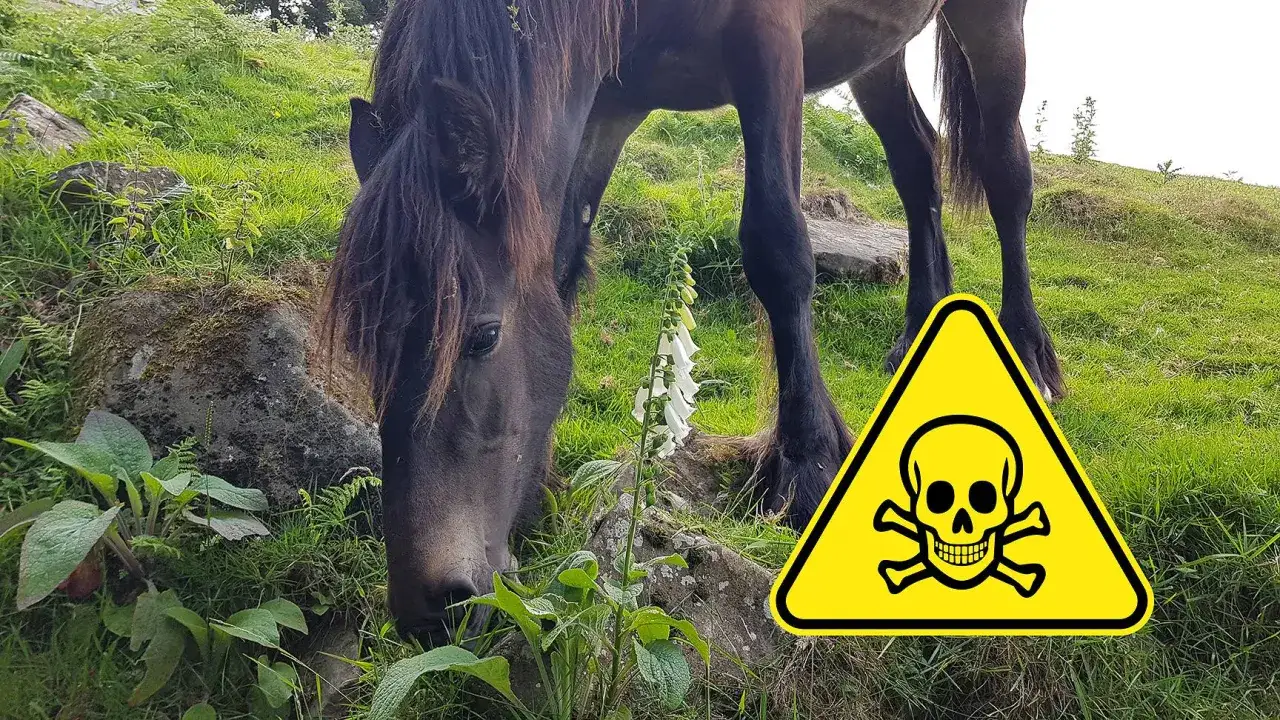 Ein Pferd frisst neben Fingerhut, einem Zeichen f&uuml;r schleichende Vergiftung bei Pferden. Ein Warnschild mit Totenkopf ist sichtbar.