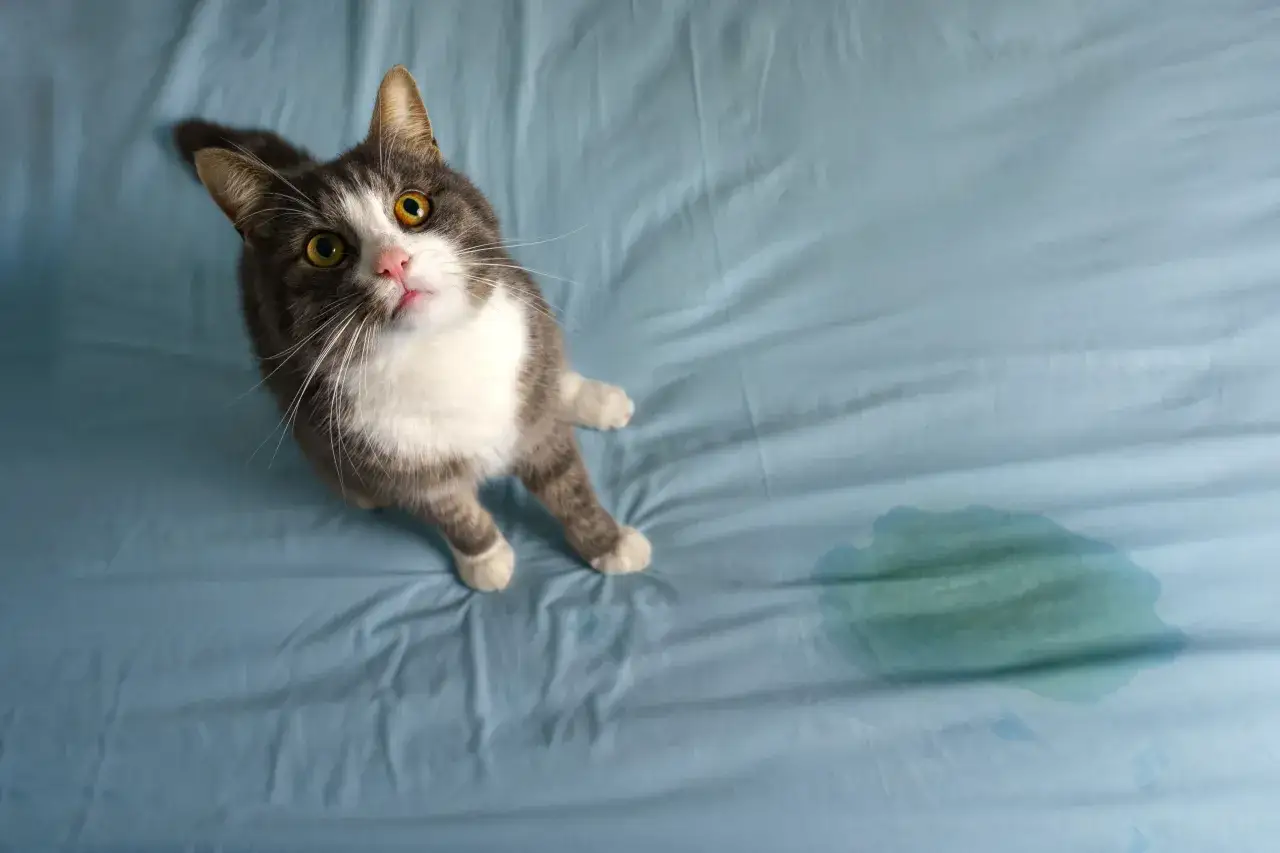 Chat gris et blanc regarde une flaque sur un drap bleu, comme si une odeur qui attire les chats pour faire pipi était présente.