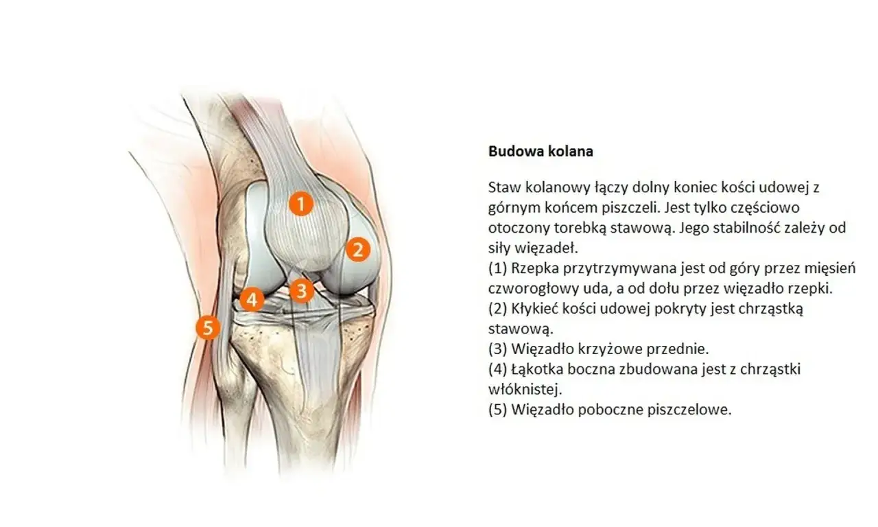 Anatomia kolana: rzepka (1), kłykieć kości udowej (2), więzadło krzyżowe przednie (3), łąkotka boczna (4) i więzadło poboczne piszczelowe (5). Zrozumienie budowy kolana jest kluczowe w profilaktyce i leczeniu schorzeń, takich jak gonartroza.