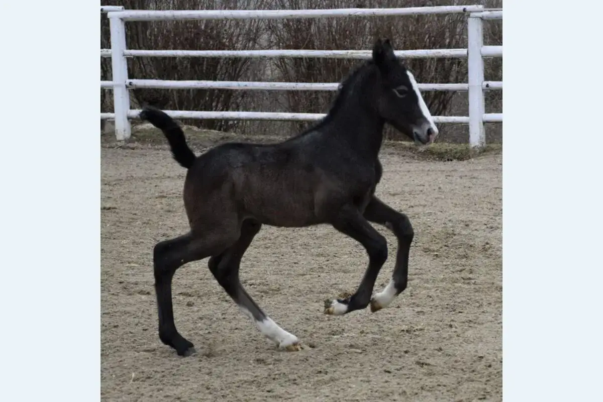 Ein junger, schwarzer Lipizzaner galoppiert auf sandigem Boden. Sein Fell glänzt, und er hat weiße Abzeichen an den Beinen und im Gesicht.