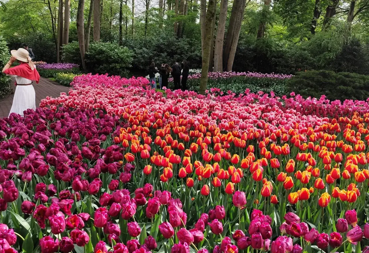 Kiedy najlepiej do Keukenhof? Wiosną, gdy kwitną miliony tulipanów w odcieniach fioletu, różu i pomarańczy. Widok zapiera dech w piersiach!