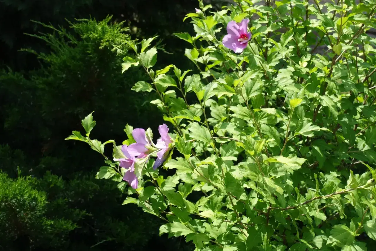 Kwitnący hibiskus, z fioletowymi kwiatami i zielonymi liśćmi, czeka na przycinanie.