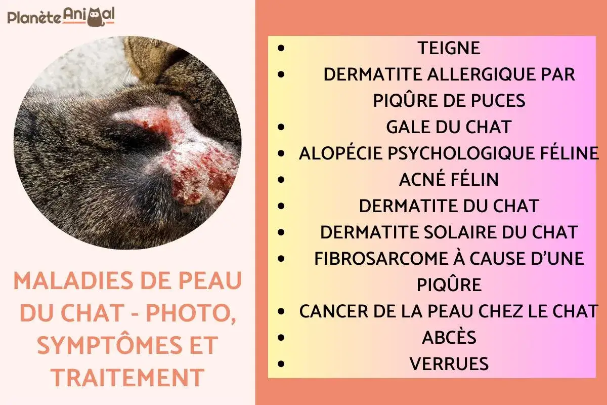 Gros plan sur un chat présentant une affection cutanée rouge et irritée, possiblement une dermatite solaire du chat, parmi d'autres maladies de peau félines listées.