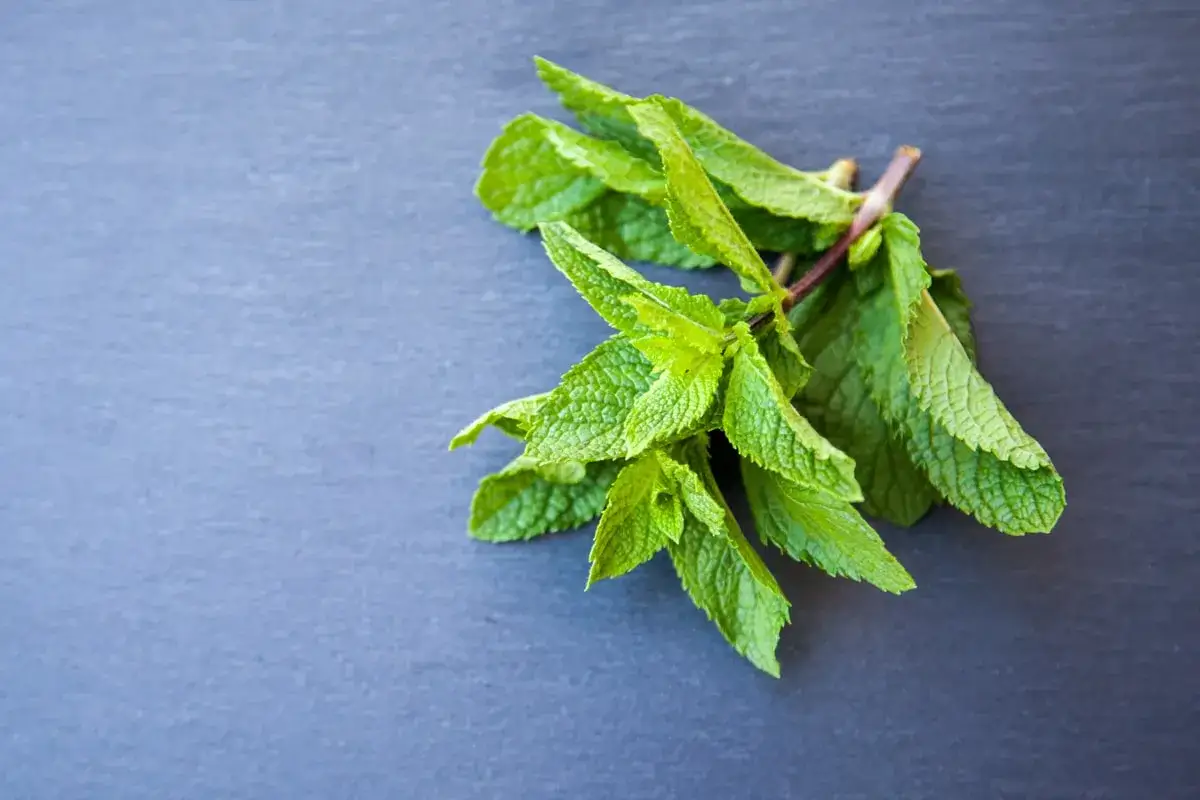 Un bouquet de menthe poivrée fraîche, prêt à être infusé pour une tisane réconfortante.