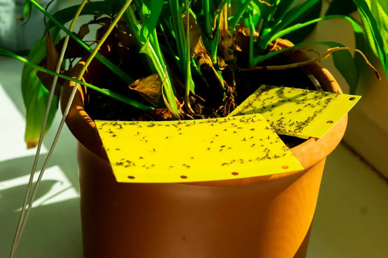 Des moucherons sur des pi&egrave;ges jaunes collants dans un pot de plantes. Une solution naturelle comme le bicarbonate peut aider &agrave; pr&eacute;venir leur prolif&eacute;ration.