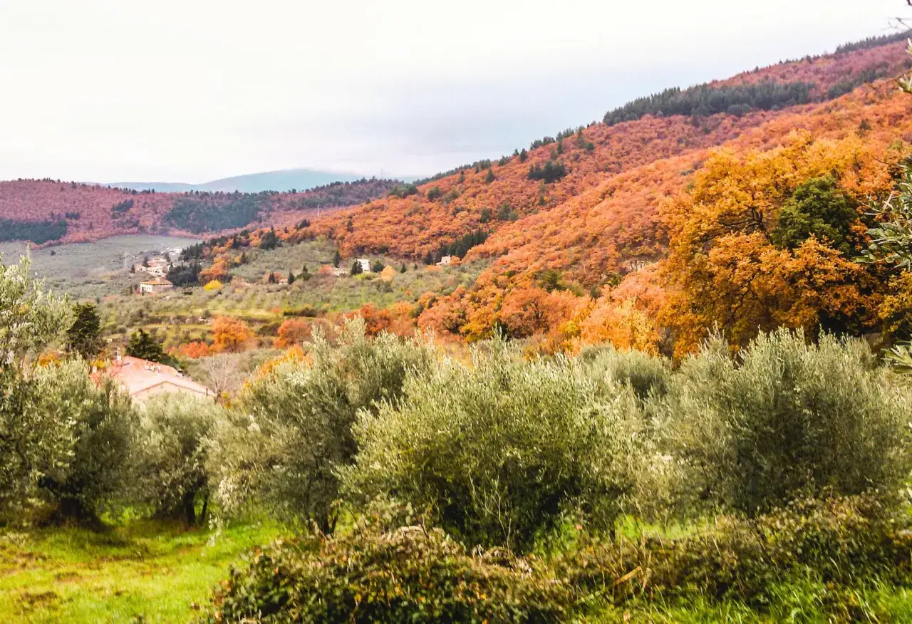 Sentieri del Monte Morello in autunno, con ulivi in primo piano e colline ricoperte di foglie arancioni e rosse.
