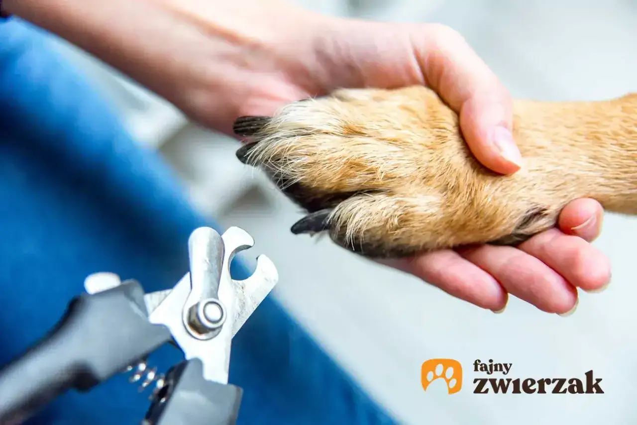 Dłoń trzyma łapę psa z przerośniętymi pazurami, obok cążki do ich przycinania.