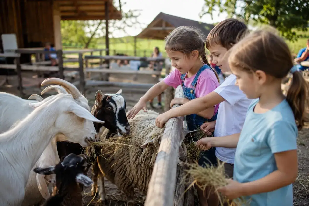 Bambini felici in fattorie didattiche danno da mangiare a capre e pecore. Un'esperienza educativa e divertente a contatto con gli animali.