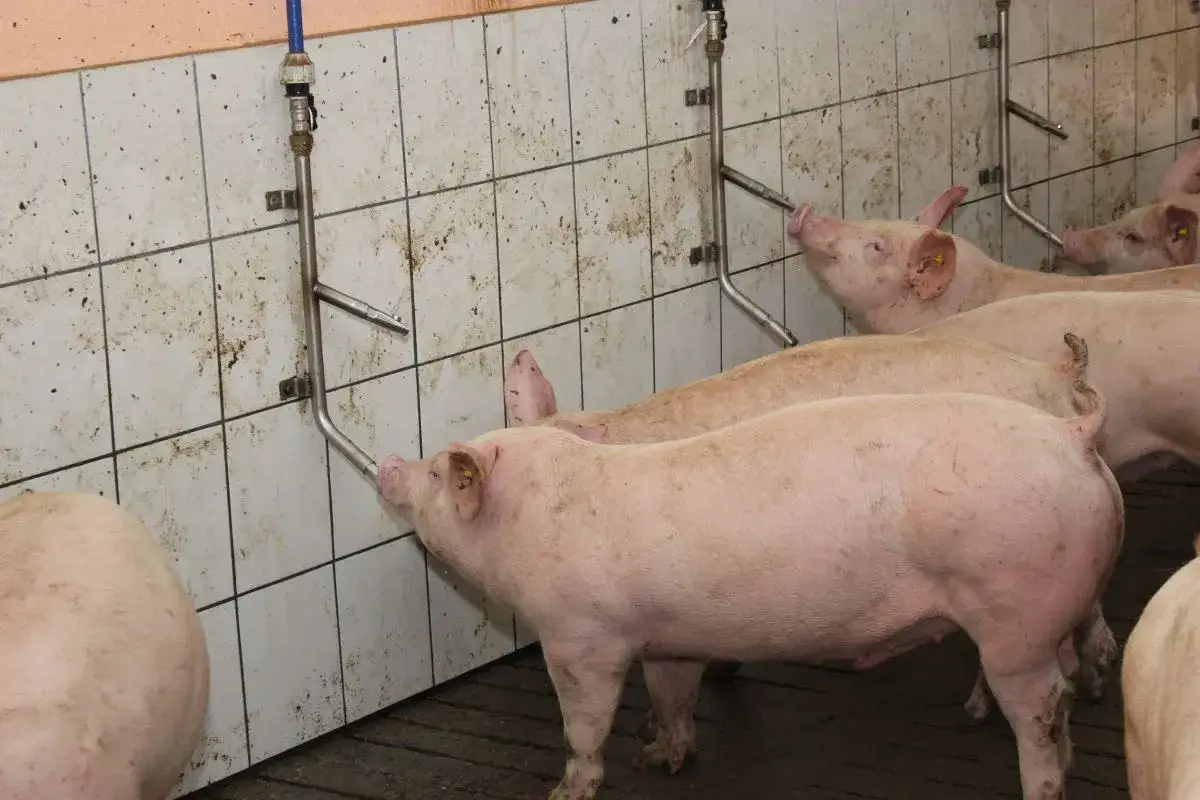 Świnie piją wodę z poideł w chlewni. Jedna ze świń, jakby po kuracji **Lincocin**, z zapałem korzysta z wodopoju.