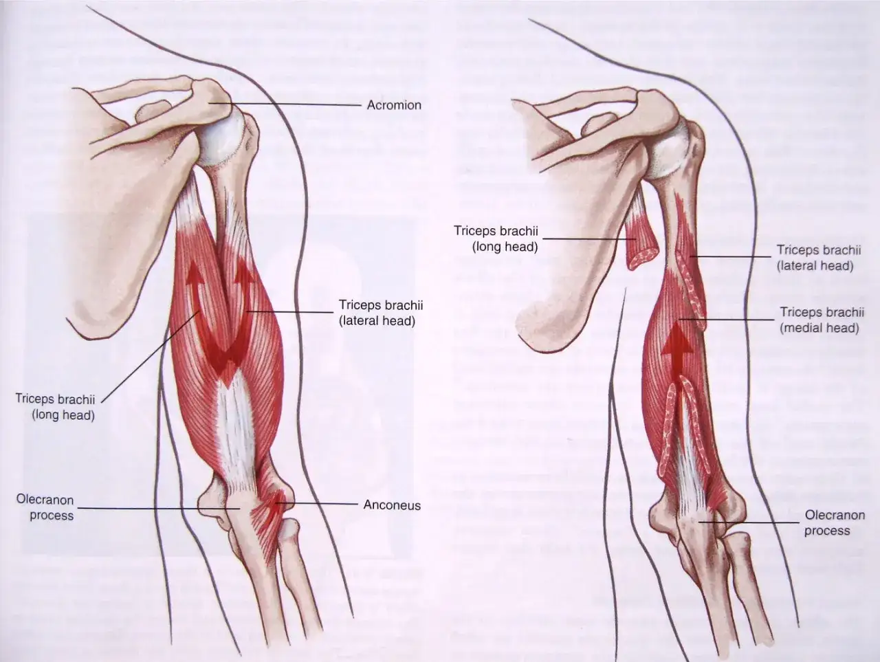 Anatomische Darstellung des Oberarms mit dem Triceps brachii, der aus drei K&ouml;pfen besteht: langer, lateraler und medialer Kopf.