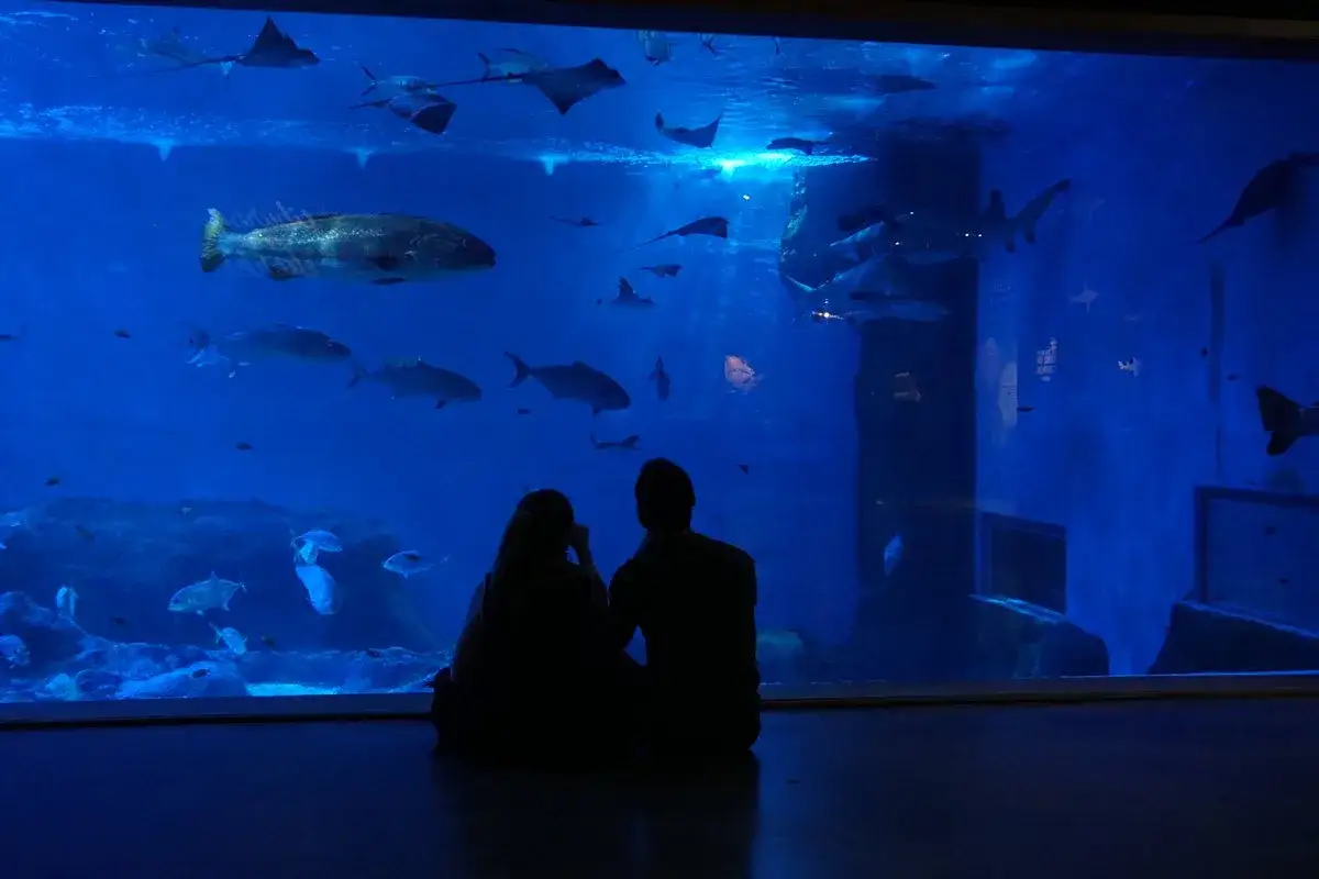 Ein Paar bestaunt im Aquarium Sevilla die Unterwasserwelt mit vielen Fischen und Rochen.