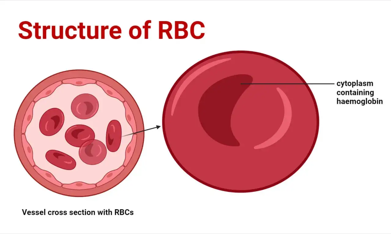 RBC morfologia: przekrój naczynia z krwinkami czerwonymi i zbliżenie na jedną krwinkę, pokazujące cytoplazmę z hemoglobiną.