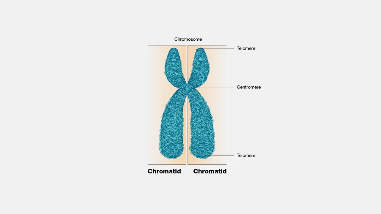 Ein X-förmiges Chromosom, bestehend aus zwei Chromatiden, verbunden durch ein Zentromer. Telomere markieren die Enden.