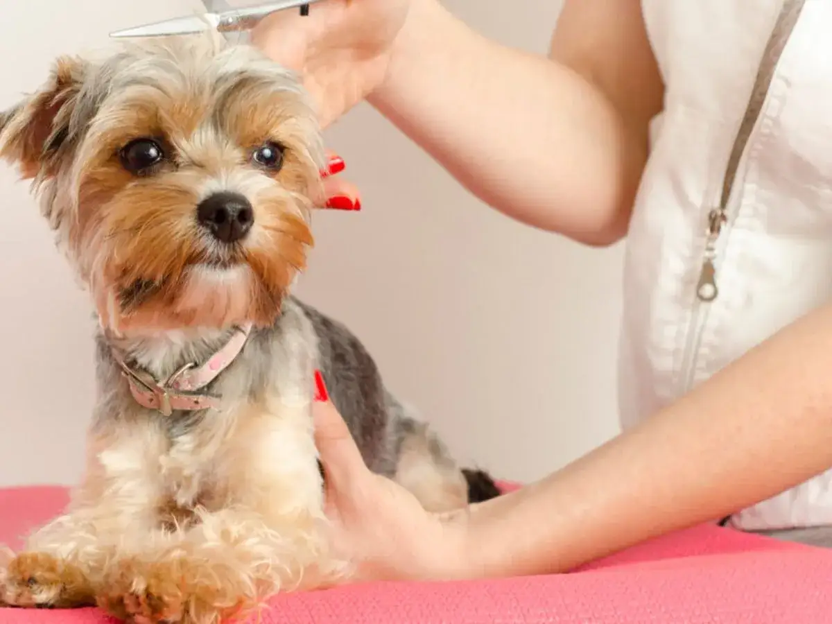 Uroczy york shih tzu czeka na strzyżenie. Ręce groomera delikatnie przycinają mu sierść.