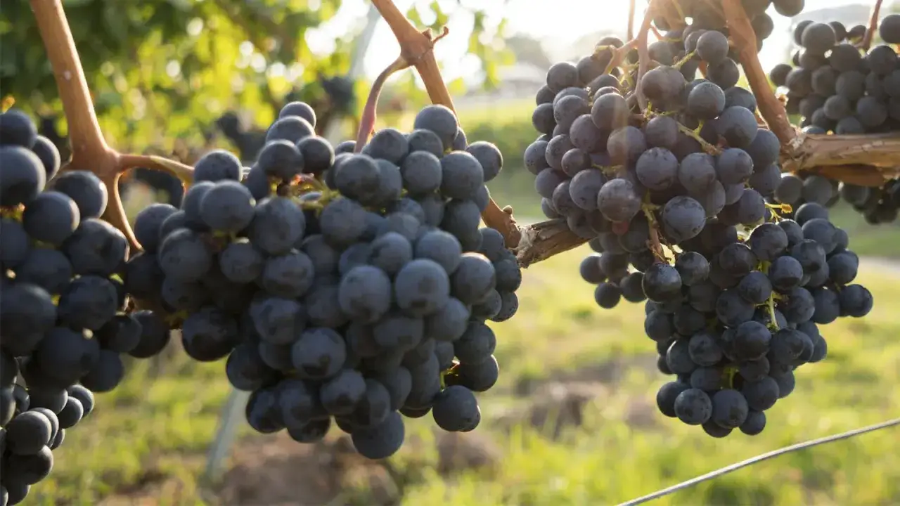Reife, dunkle Syrah-Trauben h&auml;ngen an einem sonnenbeschienenen Rebstock.