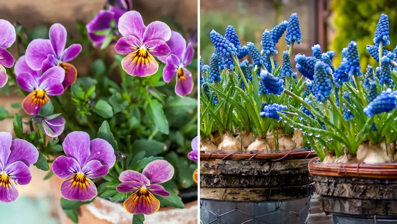 V&aring;rblommor ute: lila pens&eacute;er med gula detaljer och bl&aring;a druvhyacinter i krukor.