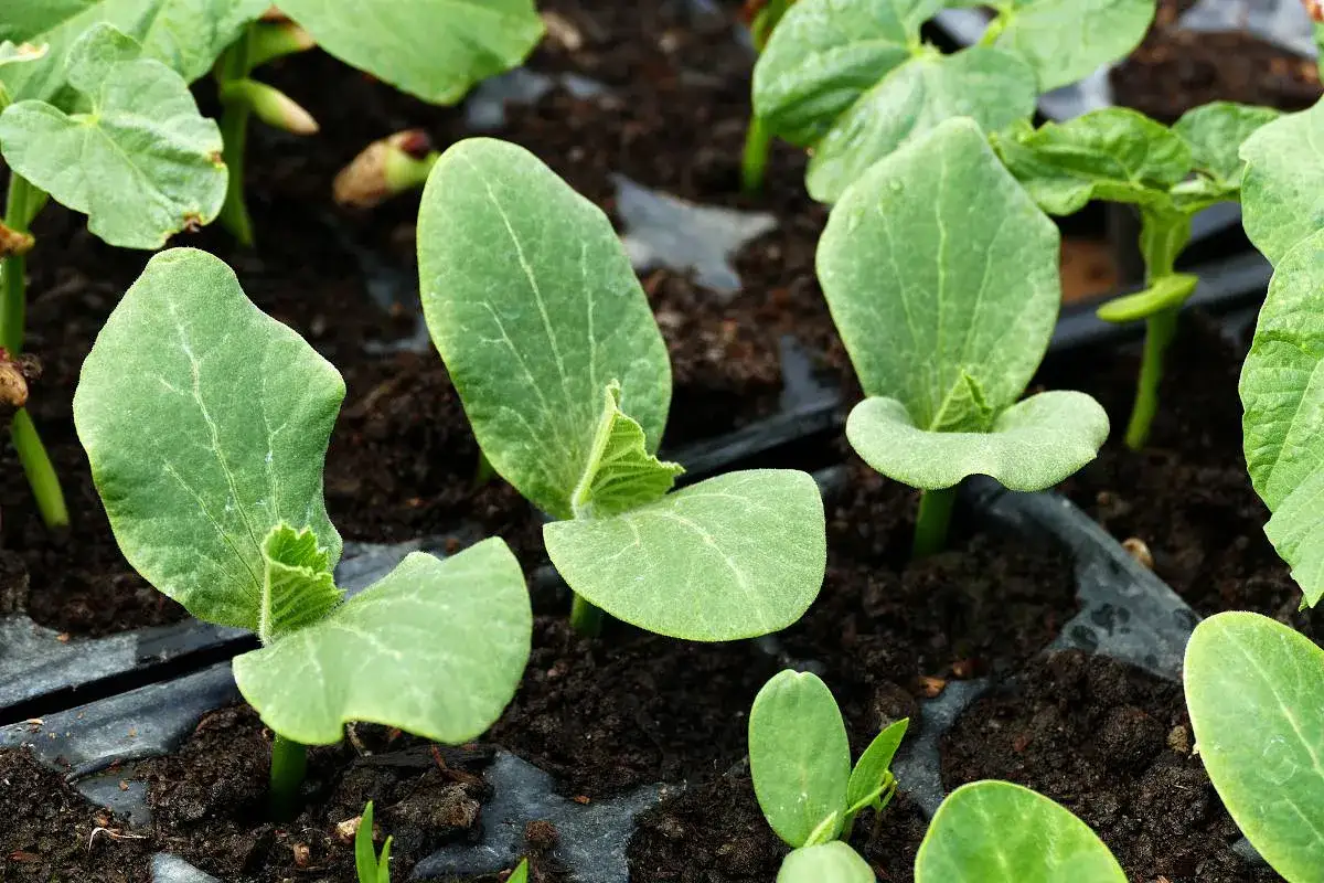 Jeunes semis de courgette en int&eacute;rieur, leurs premi&egrave;res feuilles vertes s'ouvrent sur la terre.