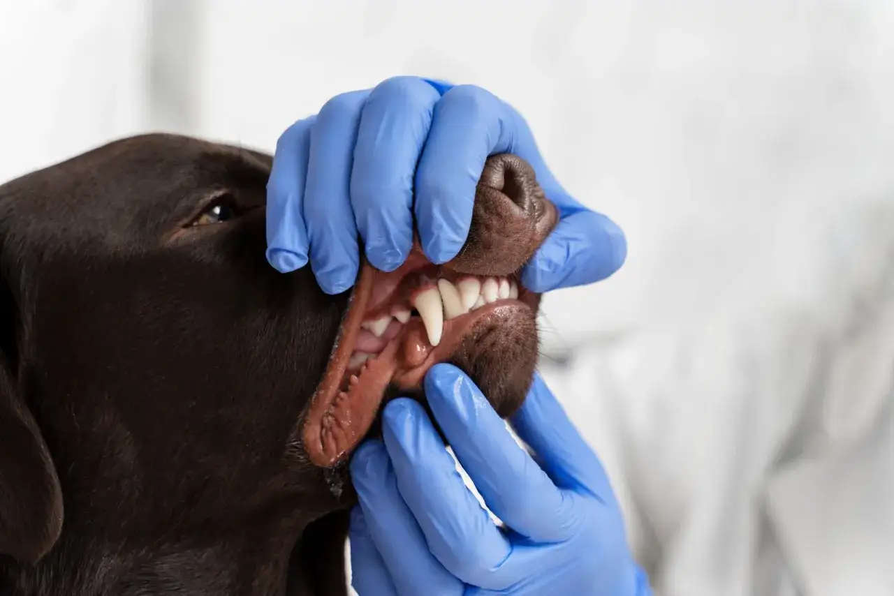 Manos enguantadas revisan la boca de un perro, mostrando sus dientes blancos y sanos. Cuidado esencial para la higiene dental de perros.