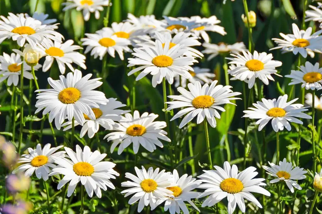 En äng full av marguerite blomma i full blom. De vita kronbladen sträcker sig ut från de gula mittarna, som små solar på gröna stjälkar.