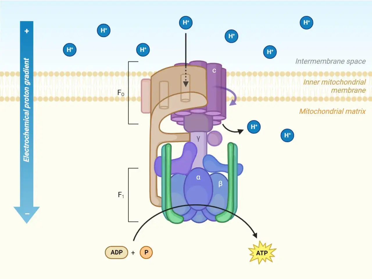 Mechanizm budowy syntazy ATP: protony przepływają przez błonę mitochondrialną, napędzając syntezę ATP z ADP i P.