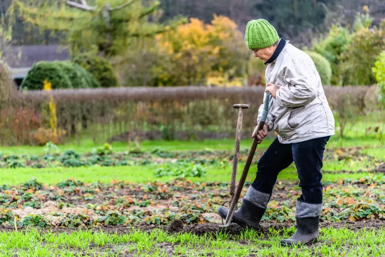 Kobieta w zielonej czapce przekopuje ziemię, przygotowując ją do nawożenia ogrodu obornikiem. Jesienny ogród w deszczu.