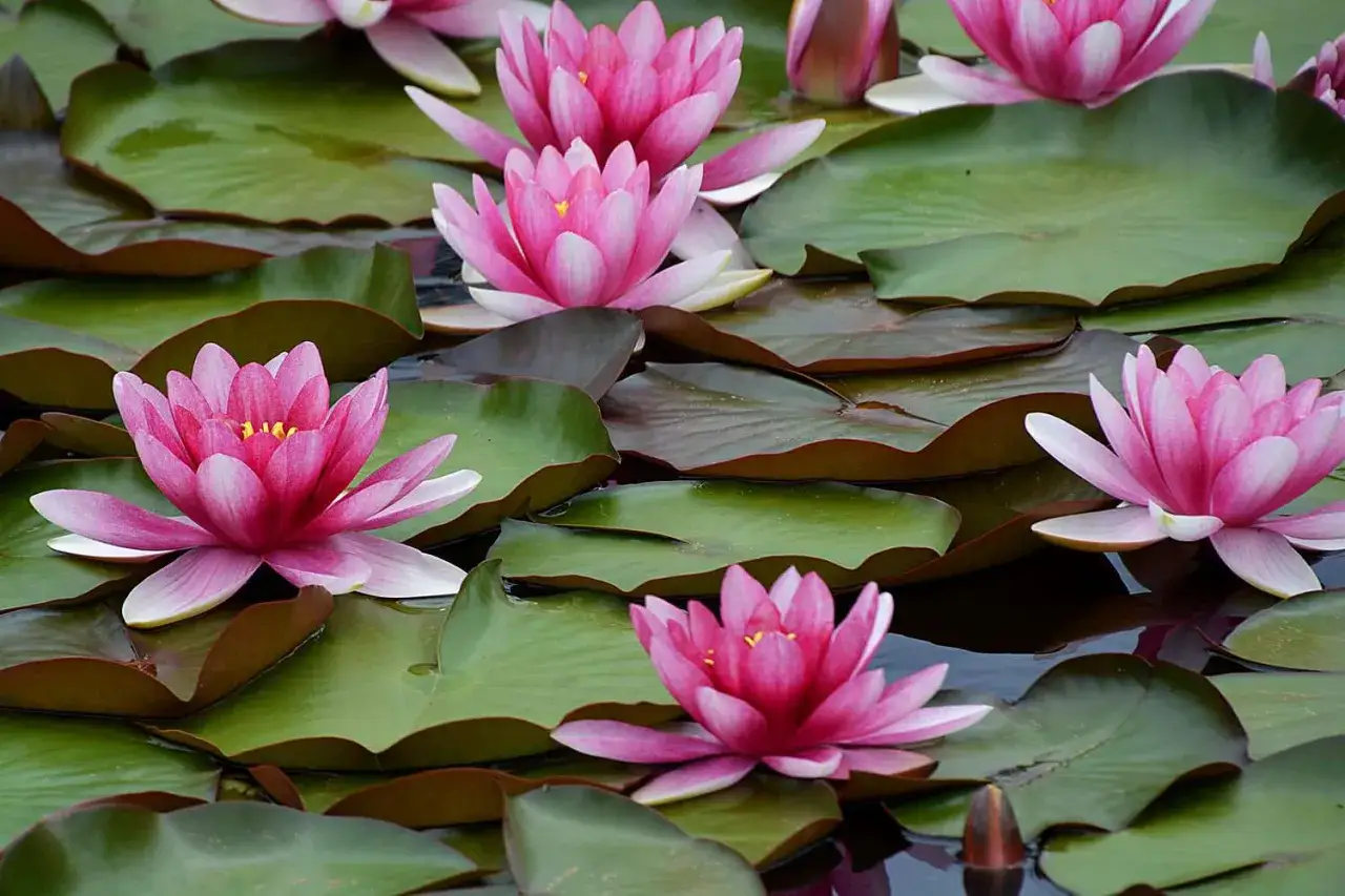 Plusieurs n&eacute;nuphars roses &eacute;clatants flottent sur des feuilles vertes dans un &eacute;tang paisible. Chaque fleur aquatique est un spectacle de p&eacute;tales d&eacute;licats.