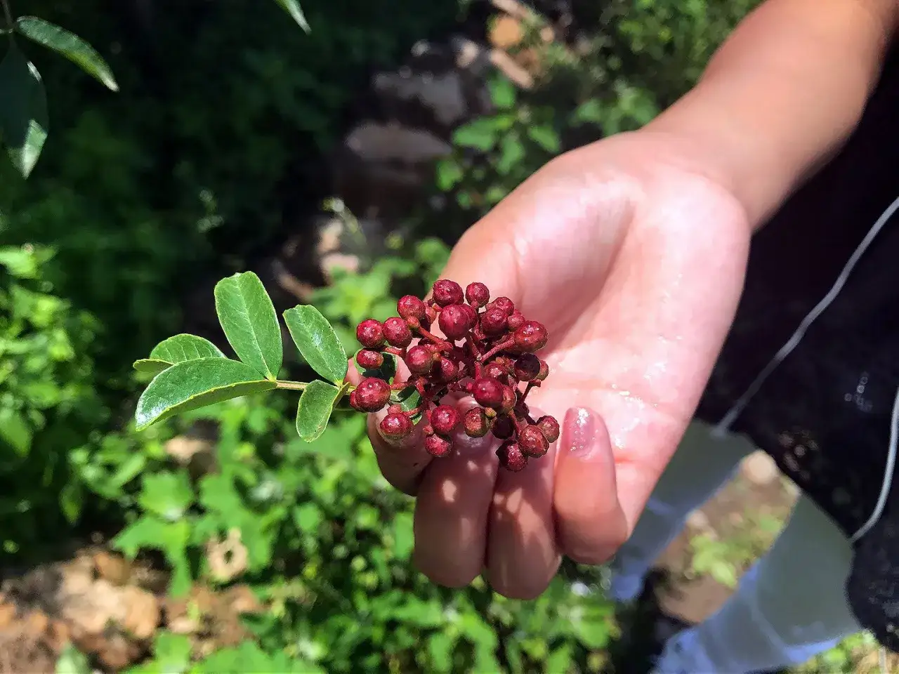 Main rouge vif, une main tient une grappe de baies de poivre de Sichuan. Le moment idéal pour savoir quand récolter le poivre de Sichuan est quand les baies sont bien mûres.