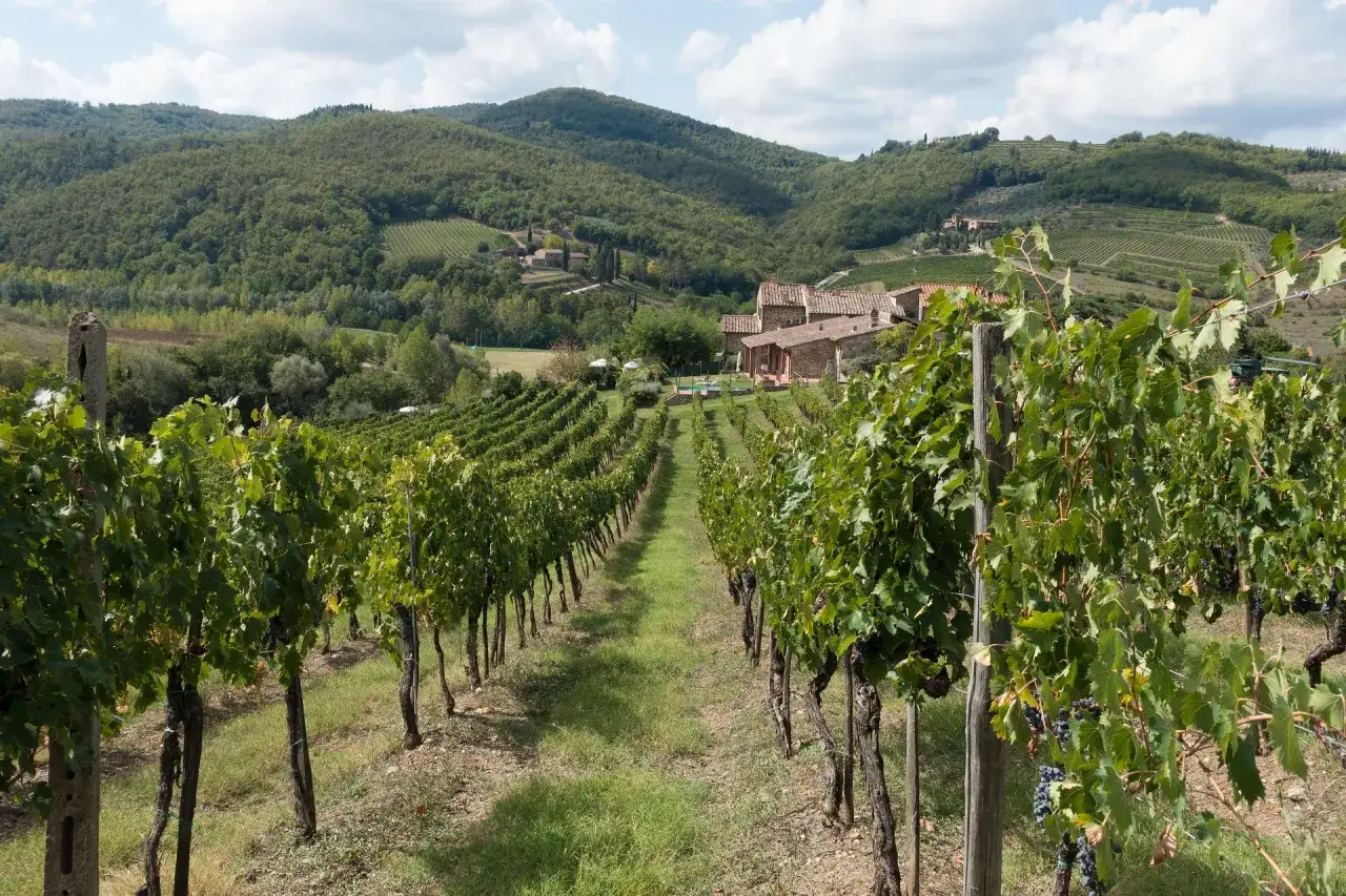 Reihen von Weinreben der Chianti-Rebsorte erstrecken sich auf einem H&uuml;gel in der Toskana, mit einem Bauernhaus im Hintergrund.