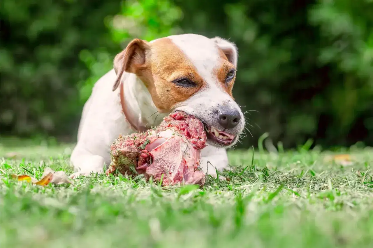 Jack Russell Terrier z apetytem gryzie surowe mięso na trawie. Czy pies może jeść surowe mięso? Ten pies zdaje się wiedzieć!