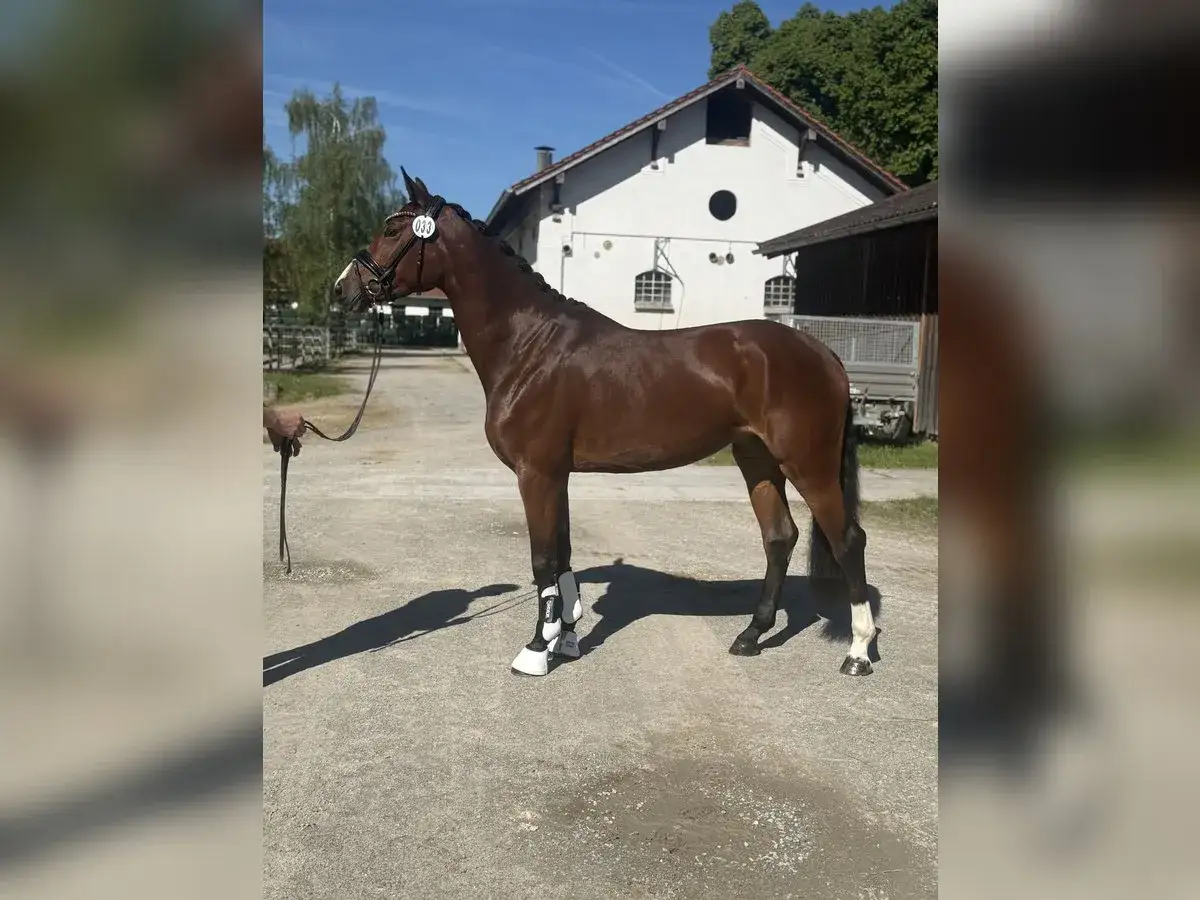 Piękny kasztanowy koń, dumny przedstawiciel niemieckiej rasy konia, prezentuje się w pełnej krasie na tle stajni.