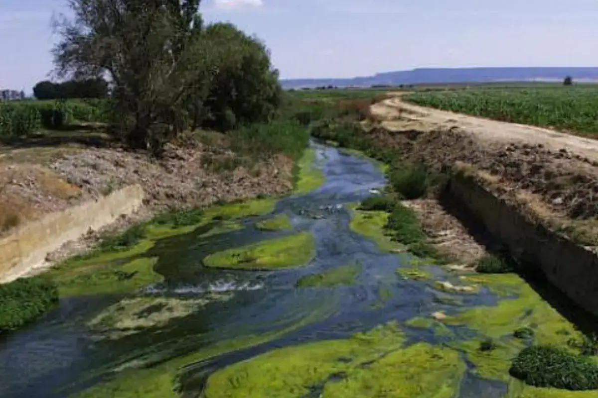 R&iacute;o con abundante crecimiento de algas verdes, indicativo de eutrofizaci&oacute;n del agua, rodeado de vegetaci&oacute;n y campos agr&iacute;colas.