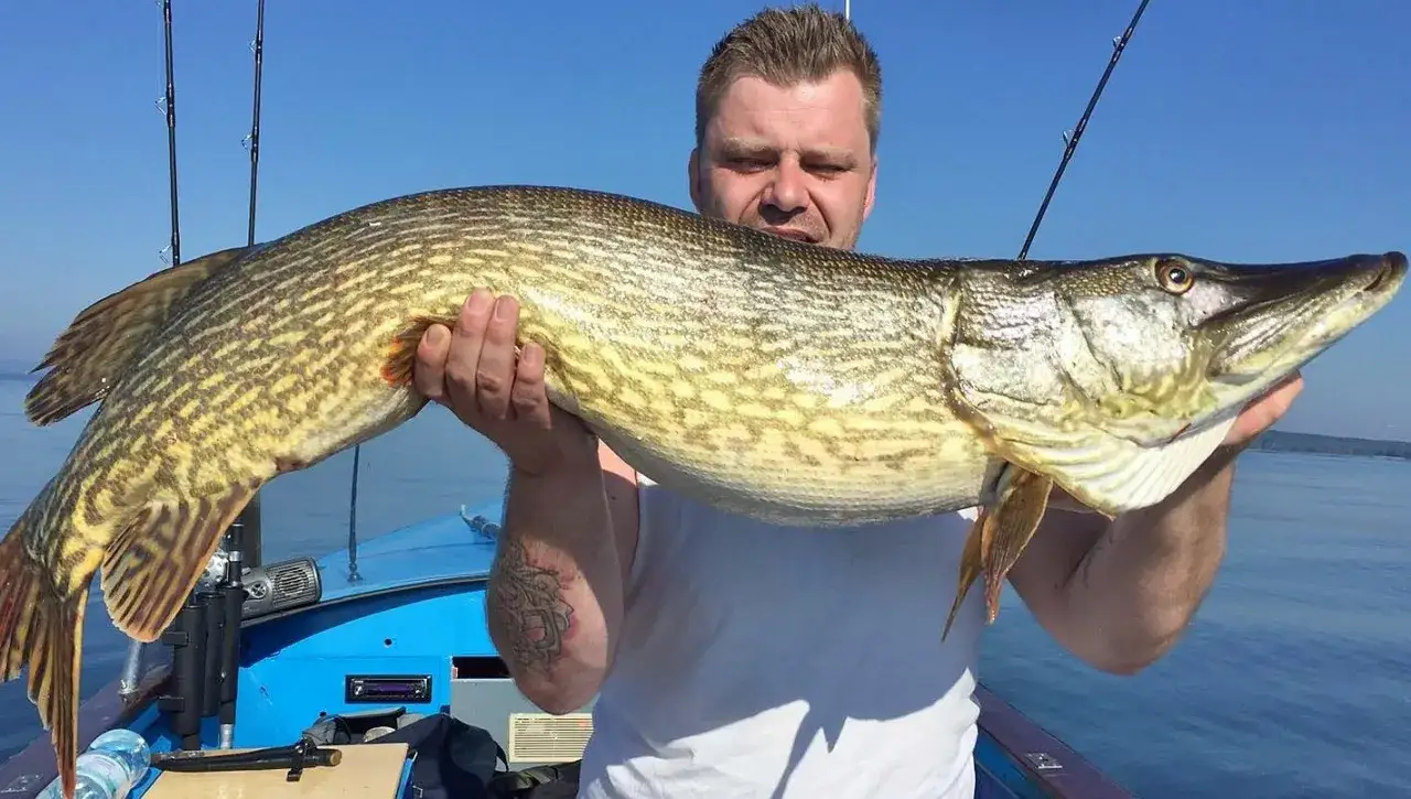 Stolzer Angler präsentiert riesigen Hecht vom Bodensee.