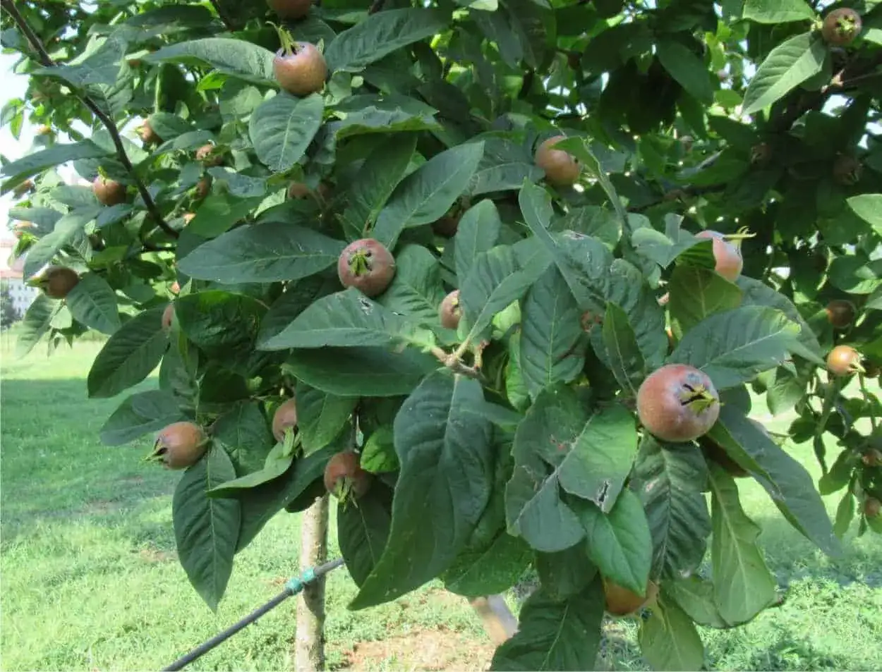 Frutti maturi sul nespolo germanico, con foglie verdi e un prato sullo sfondo.