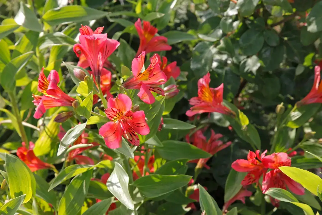 Un bouquet de lys des Andes aux teintes roses et orang&eacute;es, aux p&eacute;tales tachet&eacute;s de noir, se dresse fi&egrave;rement parmi un feuillage vert luxuriant.