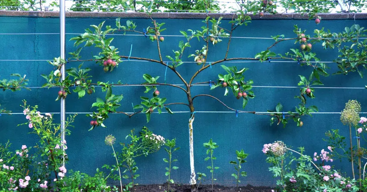 Apfelbaum als Spalierobst dient als gr&uuml;ner Sichtschutz. Kleine &Auml;pfel reifen an den &Auml;sten, die an Dr&auml;hten gezogen werden.