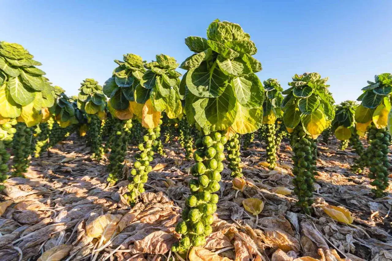 Champ de choux de Bruxelles sous un ciel bleu clair. Les tiges vertes sont couvertes de petits choux, avec des feuilles jaunes tomb&eacute;es au sol.