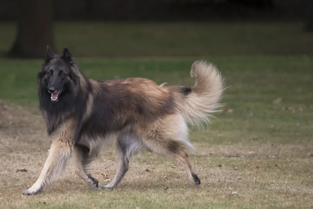 Un magnifique berger belge tervueren, au poil long et fauve, trotte sur l'herbe, la queue en panache.