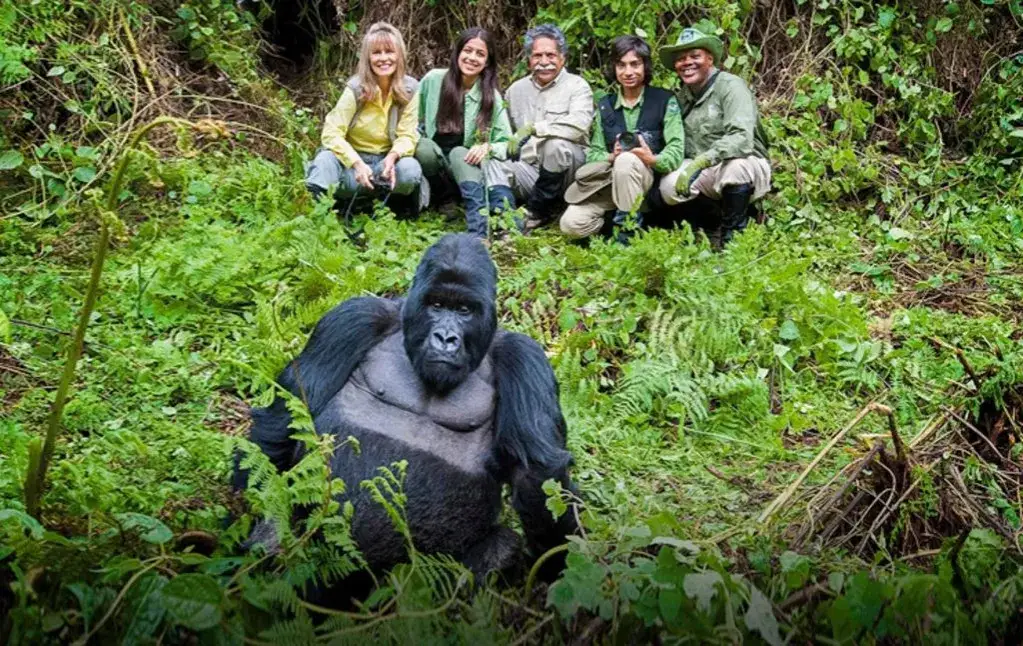 Trekking z gorylami górskimi Uganda Rwanda