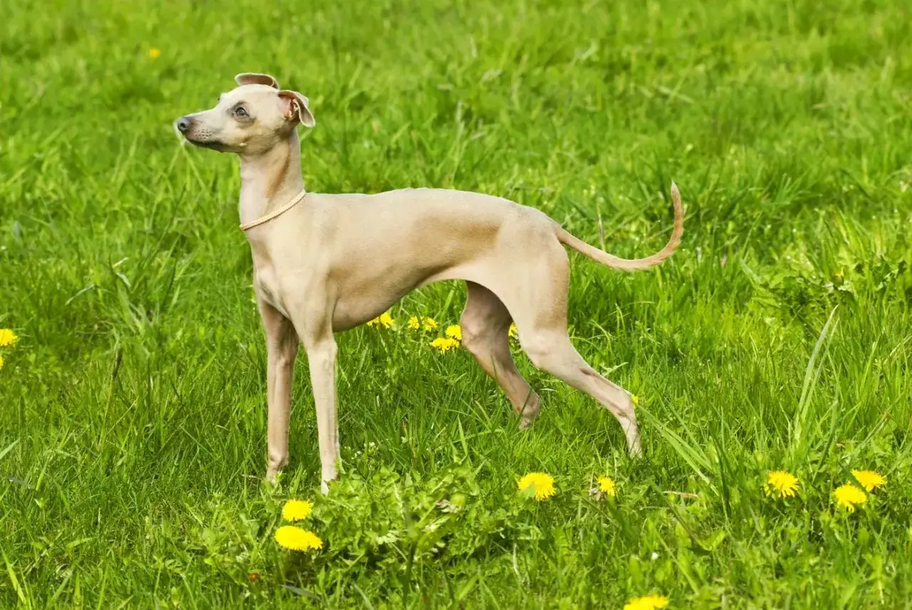Ein schlanker Windspielhund steht im grünen Gras mit gelben Löwenzahnblüten.