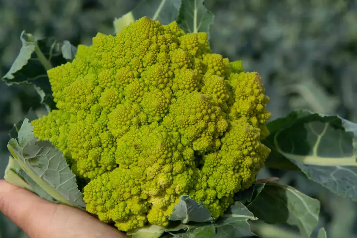 Une main tient un chou romanesco d'un vert vif, ses florettes formant une spirale fractale fascinante.