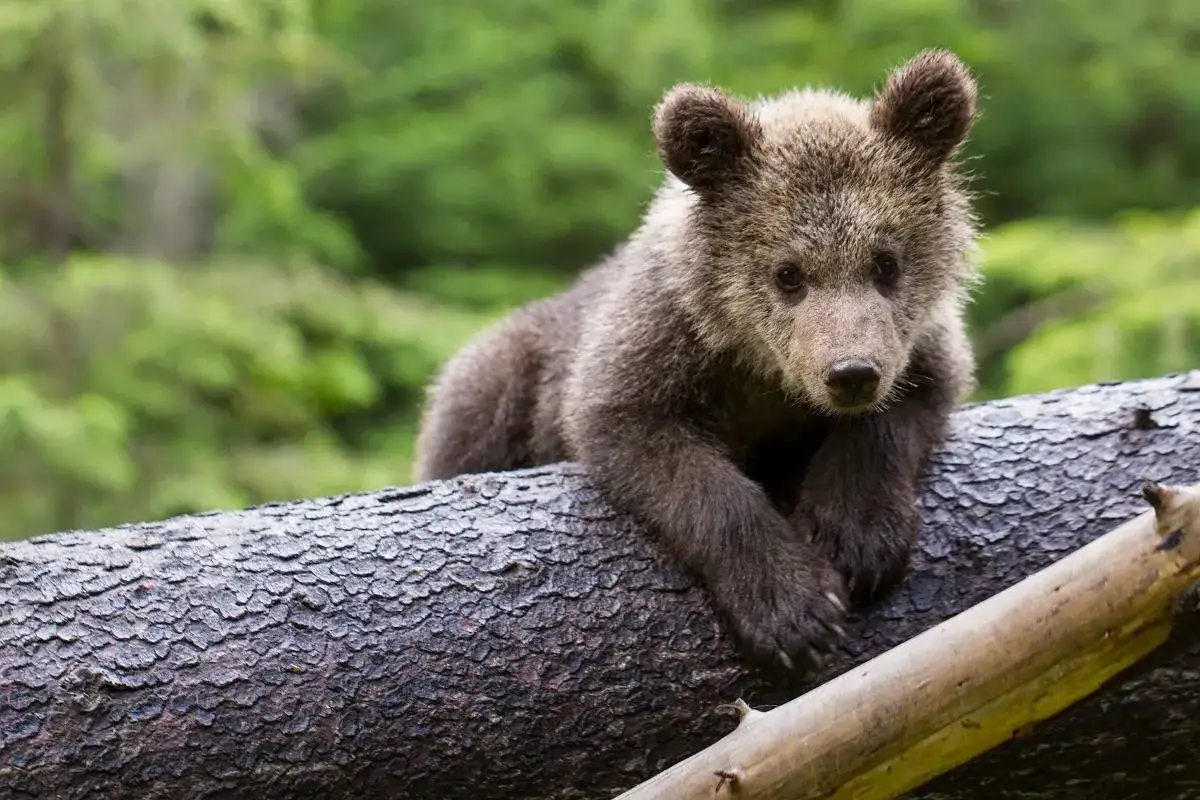 Mały niedźwiedź w mini zoo odpoczywa na powalonym pniu drzewa, otoczony zielenią lasu.