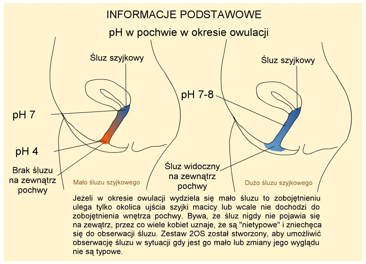 Ilustracja pokazuje śluz szyjkowy w pochwie podczas owulacji. Po lewej mało śluzu, po prawej dużo śluzu.