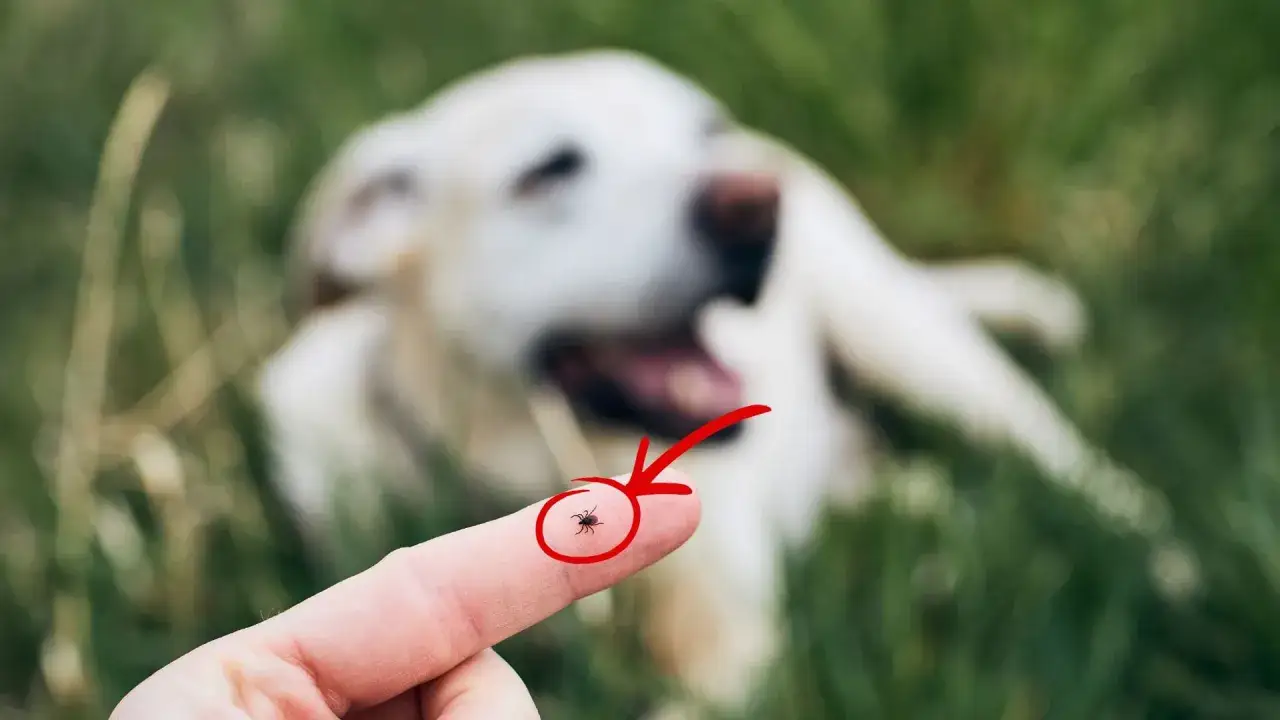 Kleszcze atakują psy. Na palcu widoczny kleszcz, w tle rozmyty pies.