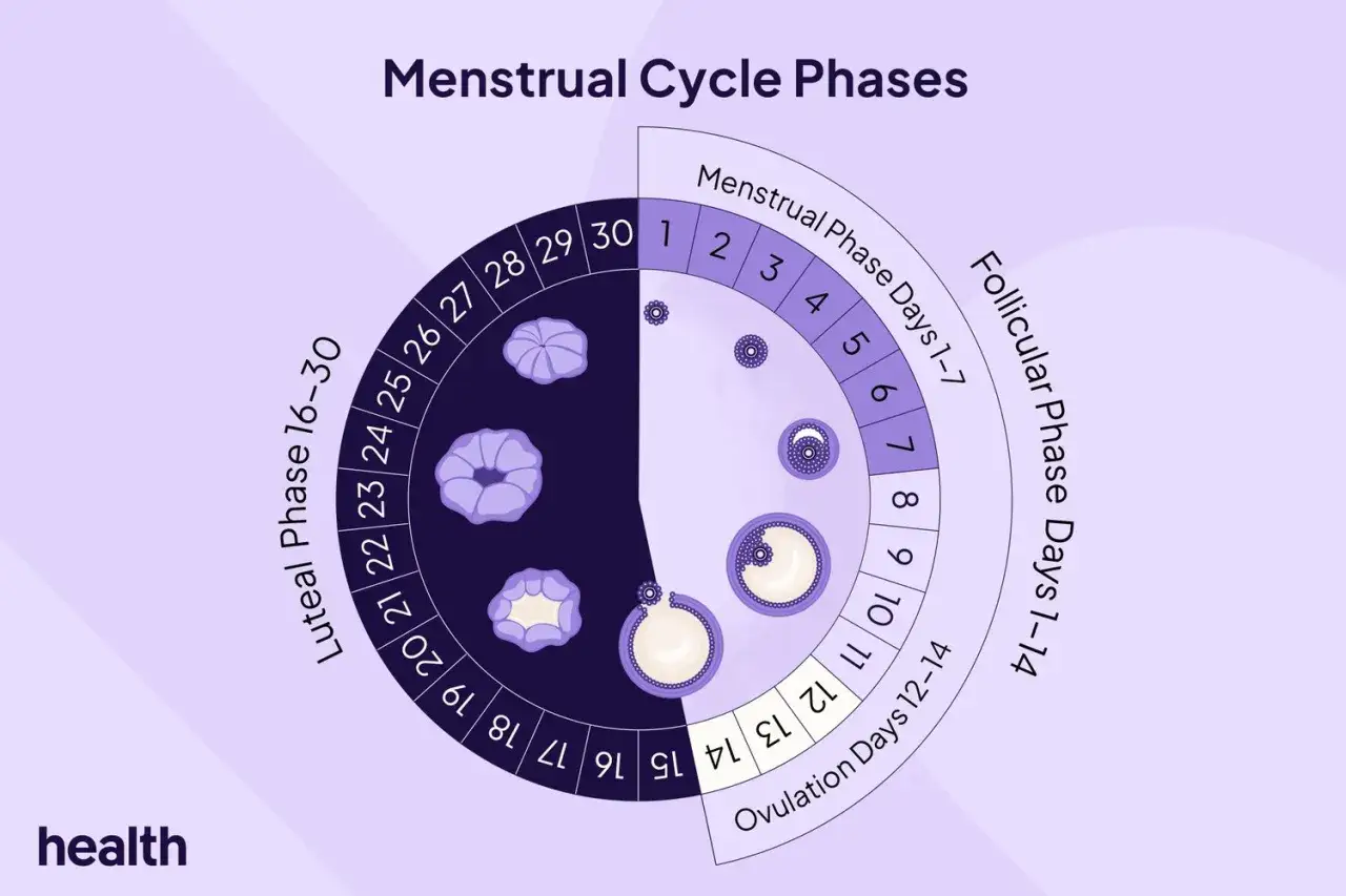Cykl menstruacyjny: faza lutealna (dni 16-30) z kwiatowymi symbolami, faza folikularna (dni 1-14) z jajeczkami, owulacja (dni 12-14). Zatrzymanie okresu w trakcie jego trwania jest niemożliwe.